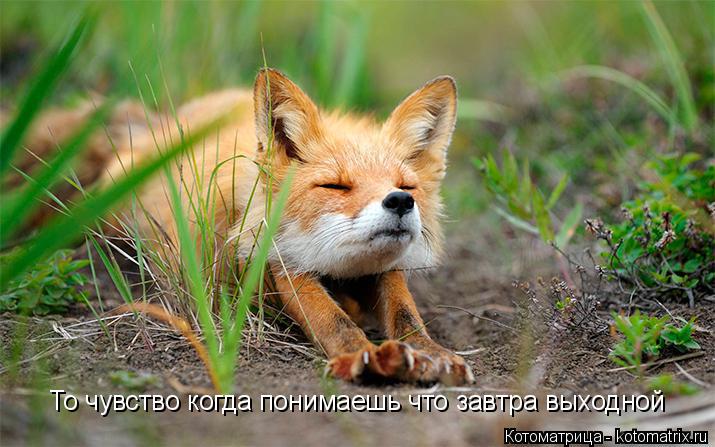 Котоматрица: То чувство когда понимаешь что завтра выходной