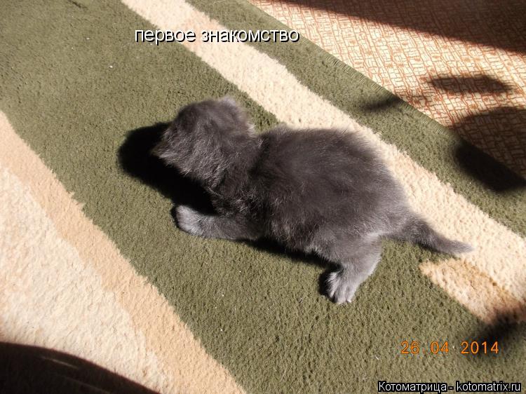 Котоматрица: первое знакомство первое знакомство