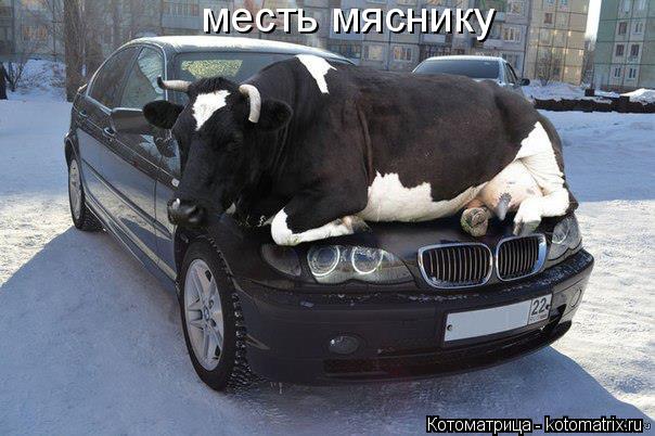 Котоматрица: месть мяснику