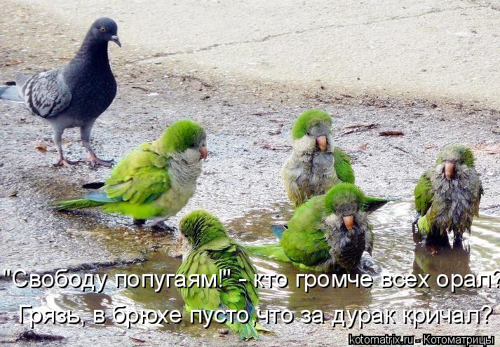 Грязь, в брюхе пусто,что за дурак кричал? "Свободу попугаям!" - кто громче всех орал?... Котоматрица: Грязь, в брюхе пусто,что за дурак кричал? "Свободу попугаям!" - кто громче всех орал?