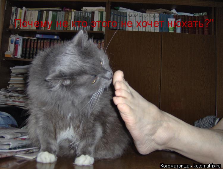 Котоматрица: Почему не кто этого не хочет нюхать?"