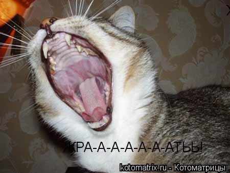 Котоматрица: ЖРА-А-А-А-А-А-АТЬЬ! ЖРА-А-А-А-А-А-АТЬЬ!