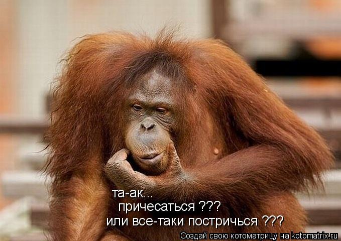 Котоматрица: та-ак... причесаться ??? или все-таки постричься ???