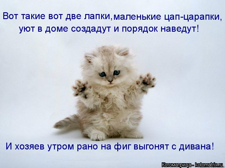 Котоматрица: уют в доме создадут и порядок наведут! Вот такие вот две лапки,   маленькие цап-царапки,  И хозяев утром рано на фиг выгонят с дивана!