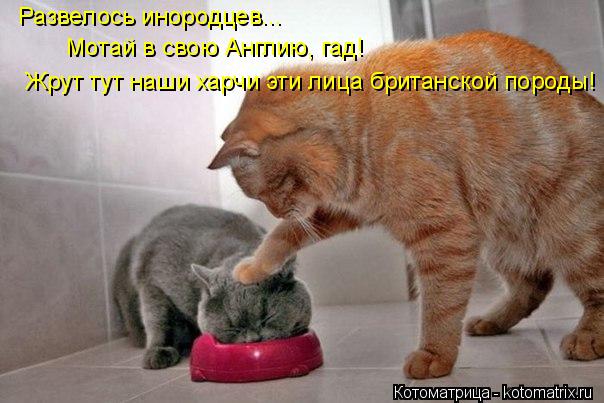 Котоматрица: Развелось инородцев... Мотай в свою Англию, гад!  Жрут тут наши харчи эти лица британской породы!