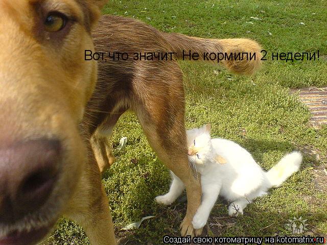 Котоматрица: Вот,что значит: Не кормили 2 недели!