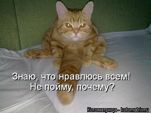 Знаю, что нравлюсь всем! Не пойму, почему?... Котоматрица: Знаю, что нравлюсь всем! Не пойму, почему?