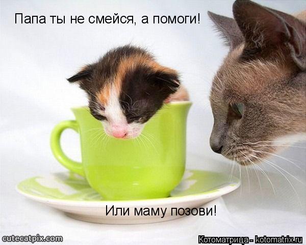 Папа ты не смейся, а помоги! Или маму позови!... Котоматрица: Папа ты не смейся, а помоги! Или маму позови!