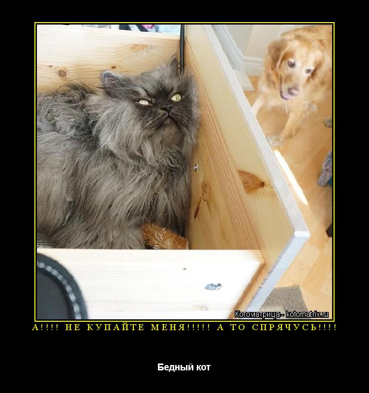 А!!!! НЕ КУПАЙТЕ МЕНЯ!!!!! А ТО СПРЯЧУСЬ!!!! Бедный кот... Котоматрица: А!!!! НЕ КУПАЙТЕ МЕНЯ!!!!! А ТО СПРЯЧУСЬ!!!! Бедный кот