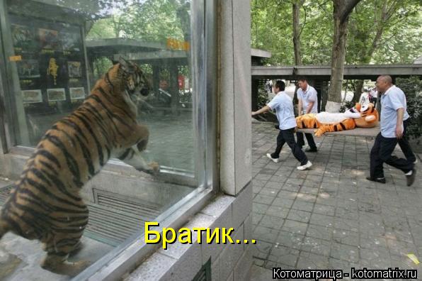 Котоматрица: Братик...