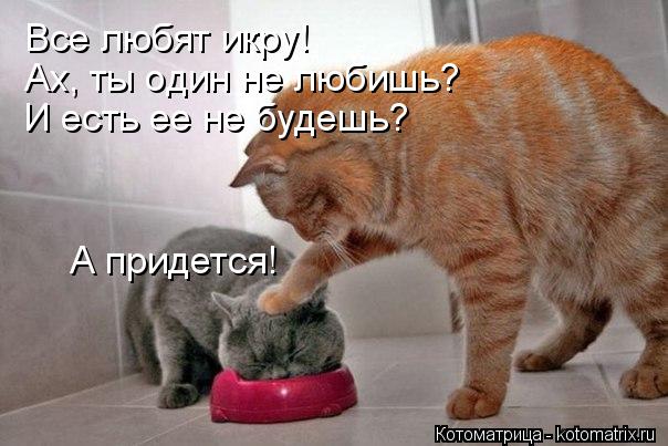 Все любят икру! А придется! Ах, ты один не любишь? И есть ее не будешь?... Котоматрица: Все любят икру! А придется! Ах, ты один не любишь? И есть ее не будешь?