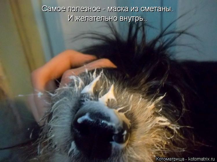 Самое полезное - маска из сметаны. И желательно внутрь..... Котоматрица: Самое полезное - маска из сметаны. И желательно внутрь..