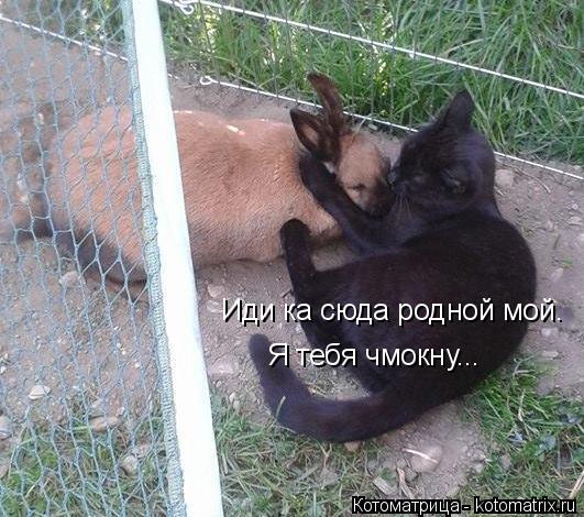 Иди ка сюда родной мой. Я тебя чмокну...... Котоматрица: Иди ка сюда родной мой. Я тебя чмокну...