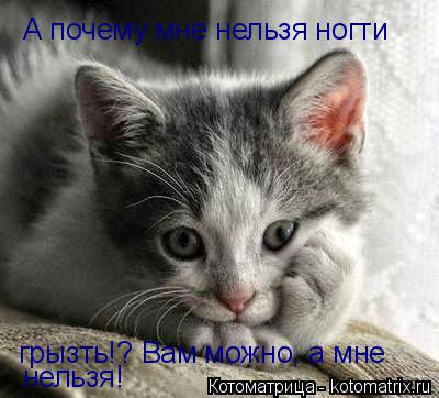 А почему мне нельзя ногти грызть!? Вам можно, а мне нельзя!... Котоматрица: А почему мне нельзя ногти грызть!? Вам можно, а мне нельзя!
