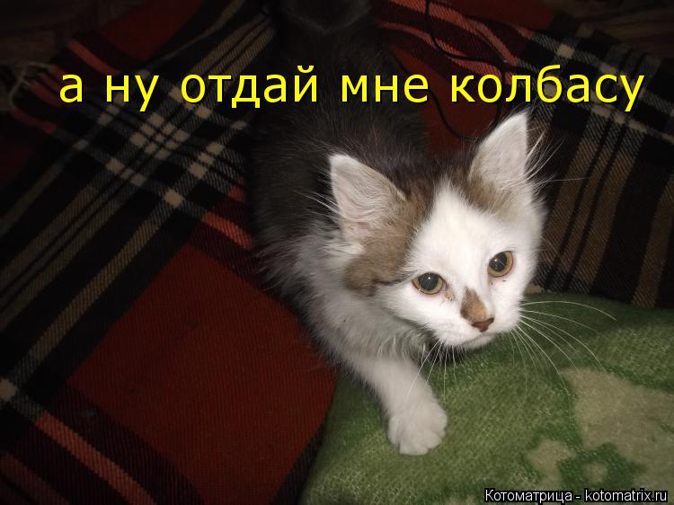 а ну отдай мне колбасу... Котоматрица: а ну отдай мне колбасу