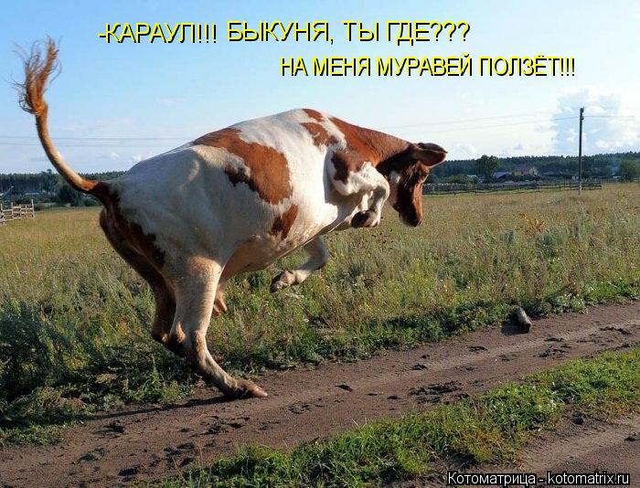 Котоматрица: БЫКУНЯ, ТЫ ГДЕ???  -КАРАУЛ!!!  НА МЕНЯ МУРАВЕЙ ПОЛЗЁТ!!!