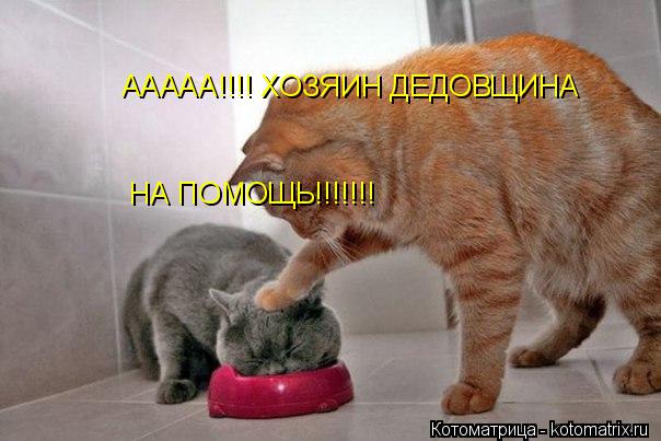 ААААА!!!! ХОЗЯИН ДЕДОВЩИНА НА ПОМОЩЬ!!!!!!!... Котоматрица: ААААА!!!! ХОЗЯИН ДЕДОВЩИНА НА ПОМОЩЬ!!!!!!!