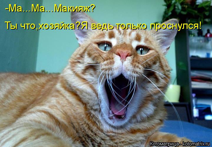 Котоматрица: -Ма...Ма...Макияж? Ты что,хозяйка?Я ведь только проснулся!