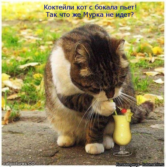 Коктейли кот с бокала пьет! Так что же Мурка не идет?... Котоматрица: Коктейли кот с бокала пьет! Так что же Мурка не идет?