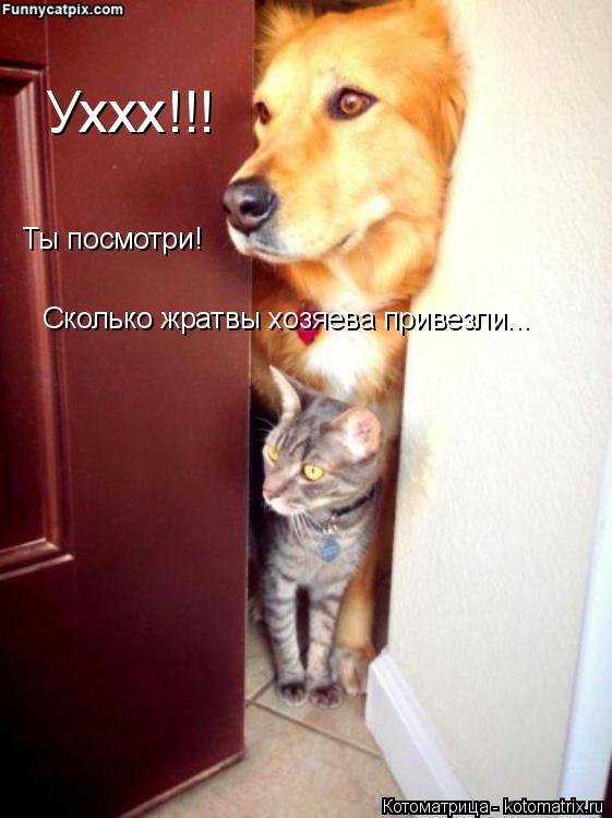 Сколько жратвы хозяева привезли... Ты посмотри! Уххх!!!... Котоматрица: Сколько жратвы хозяева привезли... Ты посмотри! Уххх!!!