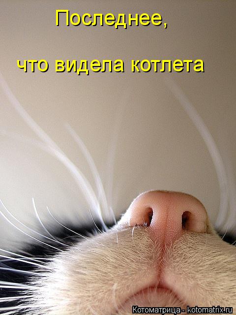 что видела котлета Последнее,... Котоматрица: что видела котлета Последнее,