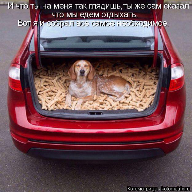 И что ты на меня так глядишь,ты же сам сказал что мы едем отдыхать.Вот я и собрал все самое необходим... Котоматрица: И что ты на меня так глядишь,ты же сам сказал что мы едем отдыхать.Вот я и собрал все самое необходимое. И что ты на меня так глядишь,ты же сам