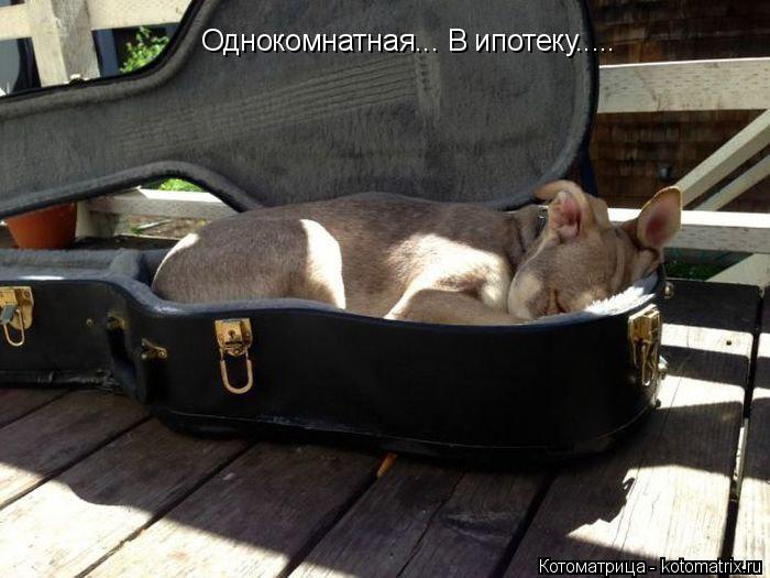 Однокомнатная... В ипотеку........ Котоматрица: Однокомнатная... В ипотеку.....