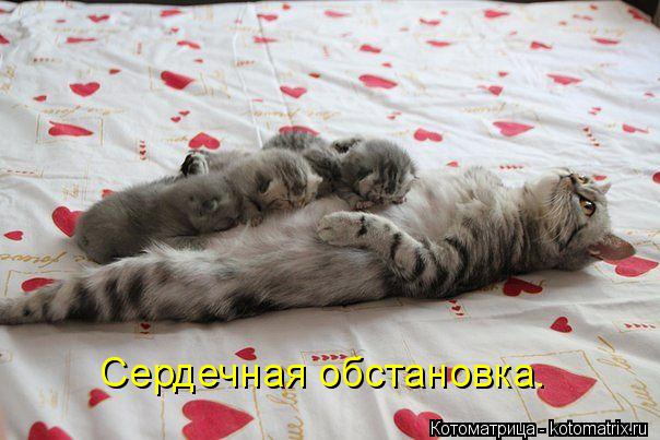 Сердечная обстановка.... Котоматрица: Сердечная обстановка.