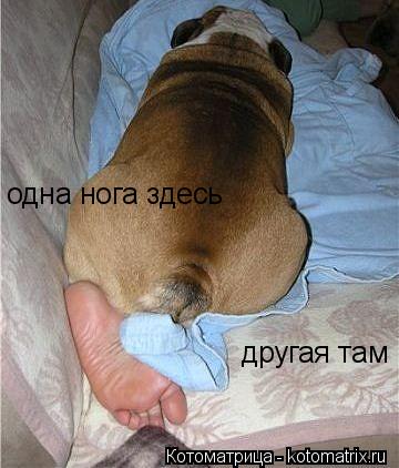 Котоматрица: одна нога здесь другая там