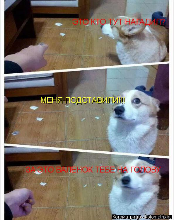 ЭТО КТО ТУТ НАГАДИЛ? МЕНЯ ПОДСТАВИЛИ!!! ЗА ЭТО ВАЛЕНОК ТЕБЕ НА ГОЛОВУ... Котоматрица: ЭТО КТО ТУТ НАГАДИЛ? МЕНЯ ПОДСТАВИЛИ!!! ЗА ЭТО ВАЛЕНОК ТЕБЕ НА ГОЛОВУ