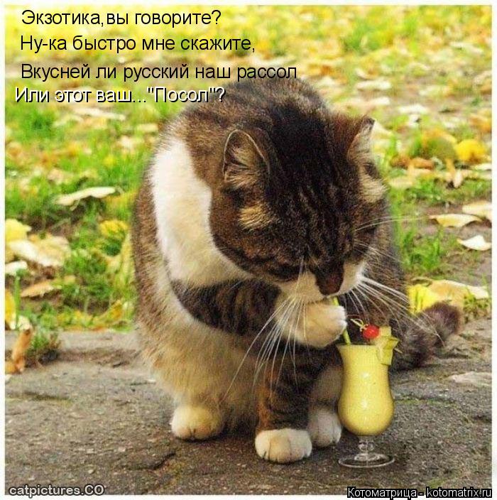 Экзотика,вы говорите? Ну-ка быстро мне скажите, Вкусней ли русский наш рассол Или этот ваш..."Посол"?... Котоматрица: Экзотика,вы говорите? Ну-ка быстро мне скажите, Вкусней ли русский наш рассол Или этот ваш..."Посол"?