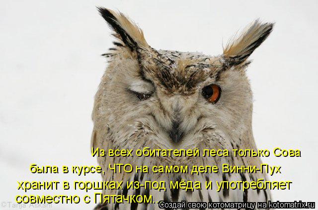Из всех обитателей леса только Сова была в курсе, ЧТО на самом деле Винни-Пух хранит в горшках из-по... Котоматрица: Из всех обитателей леса только Сова была в курсе, ЧТО на самом деле Винни-Пух хранит в горшках из-под мёда и употребляет совместно с Пятачко