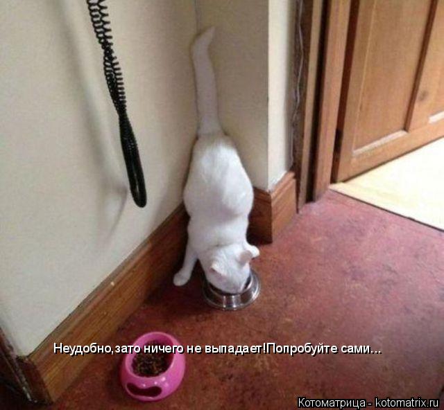 Котоматрица: Неудобно,зато ничего не выпадает!Попробуйте сами...