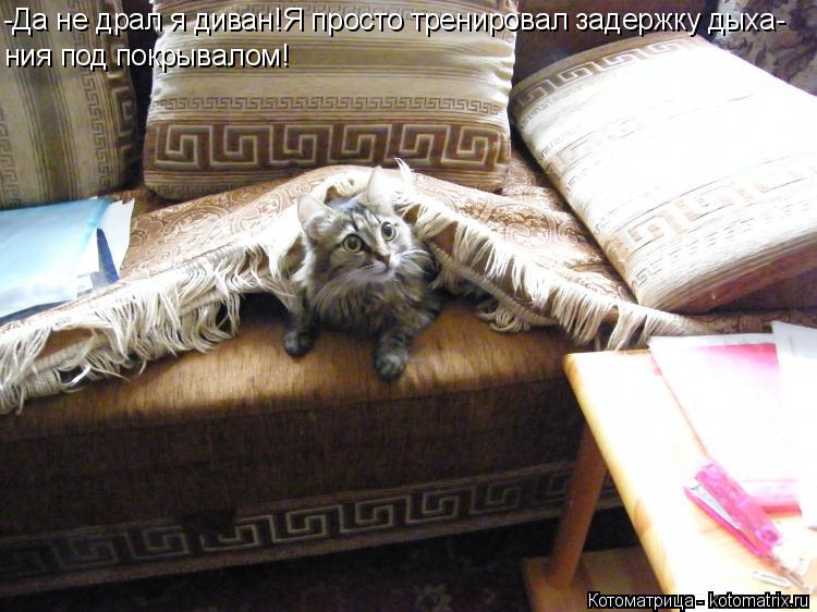 Котоматрица: -Да не драл я диван!Я просто тренировал задержку дыха- ния под покрывалом!