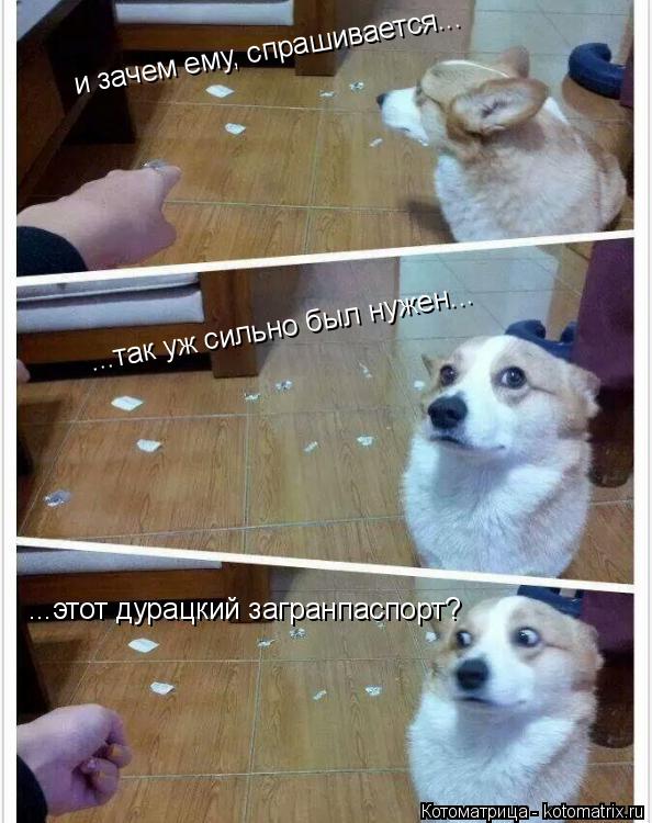 и зачем ему, спрашивается... ...так уж сильно был нужен... ...этот дурацкий загранпаспорт?... Котоматрица: и зачем ему, спрашивается... ...так уж сильно был нужен... ...этот дурацкий загранпаспорт?