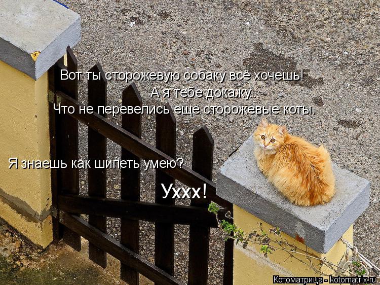 Вот ты сторожевую собаку всё хочешь! Что не перевелись ещё сторожевые коты. А я тебе докажу.., Уххх! ... Котоматрица: Вот ты сторожевую собаку всё хочешь! Что не перевелись ещё сторожевые коты. А я тебе докажу.., Уххх! Я знаешь как шипеть умею?