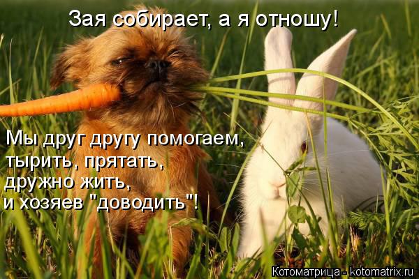 Зая собирает, а я отношу! Мы друг другу помогаем, тырить, прятать, дружно жить, и хозяев "доводить... Котоматрица: Зая собирает, а я отношу! Мы друг другу помогаем, тырить, прятать, дружно жить, и хозяев "доводить"!