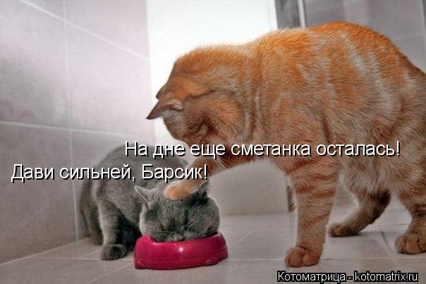 Котоматрица: Дави сильней, Барсик!  На дне еще сметанка осталась!