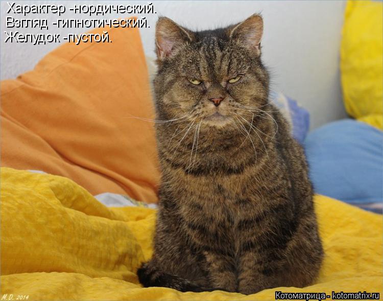 Характер -нордический. Взгляд -гипнотический. Желудок -пустой.... Котоматрица: Характер -нордический. Взгляд -гипнотический. Желудок -пустой.