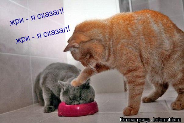 жри - я сказал жри - я сказал! !... Котоматрица: жри - я сказал жри - я сказал! !