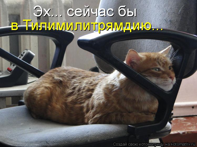 в Тилимилитрямдию... Эх... сейчас бы... Котоматрица: в Тилимилитрямдию... Эх... сейчас бы