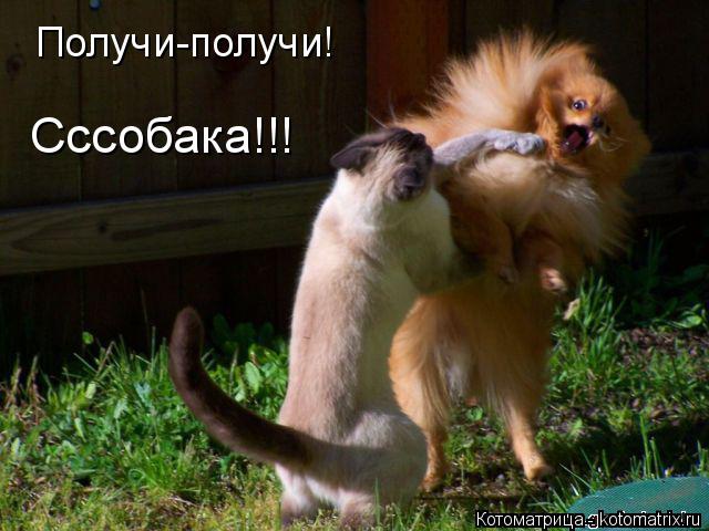 Котоматрица: Получи-получи! Сссобака!!!