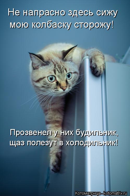 Не напрасно здесь сижу мою колбаску сторожу! Прозвенел у них будильник, щаз полезут в холодильник!... Котоматрица: Не напрасно здесь сижу мою колбаску сторожу! Прозвенел у них будильник, щаз полезут в холодильник!