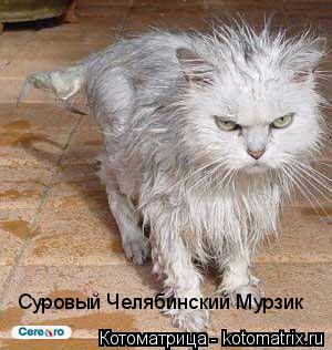 Суровый Челябинский Мурзик... Котоматрица: Суровый Челябинский Мурзик