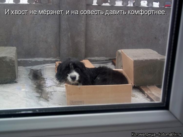 И хвост не мёрзнет, и на совесть давить комфортнее.... Котоматрица: И хвост не мёрзнет, и на совесть давить комфортнее.