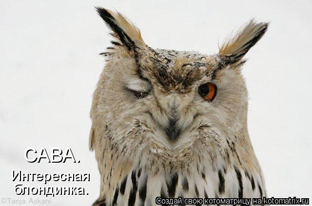 САВА. Интересная блондинка.... Котоматрица: САВА. Интересная блондинка.