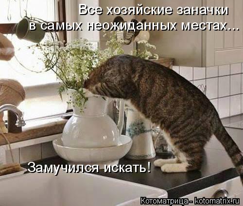 Все хозяйские заначки в самых неожиданных местах... Замучился искать!... Котоматрица: Все хозяйские заначки в самых неожиданных местах... Замучился искать!