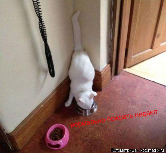 нормально пожрать недают... Котоматрица: нормально пожрать недают