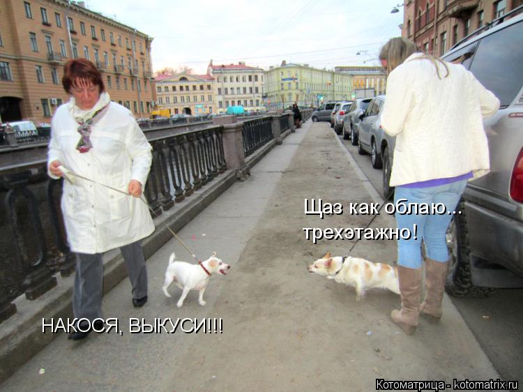 Котоматрица: НАКОСЯ, ВЫКУСИ!!! Щаз как облаю... трехэтажно!