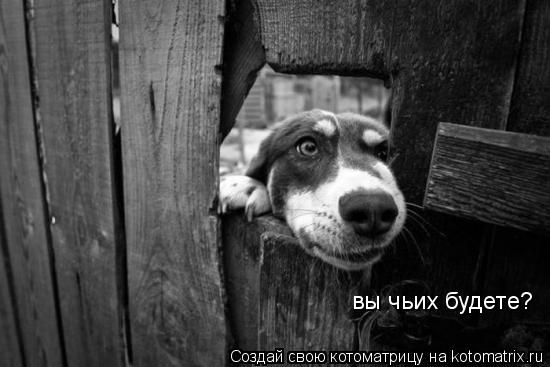 Котоматрица: вы чьих будете?